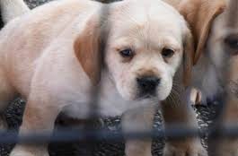 Dawn - Female Cavador – Deposit