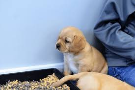 Ranger - Male Cavador - Deposit