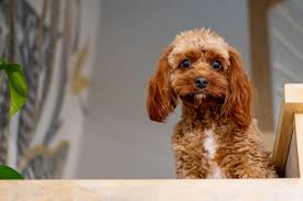Faith - Female Cavador – Deposit