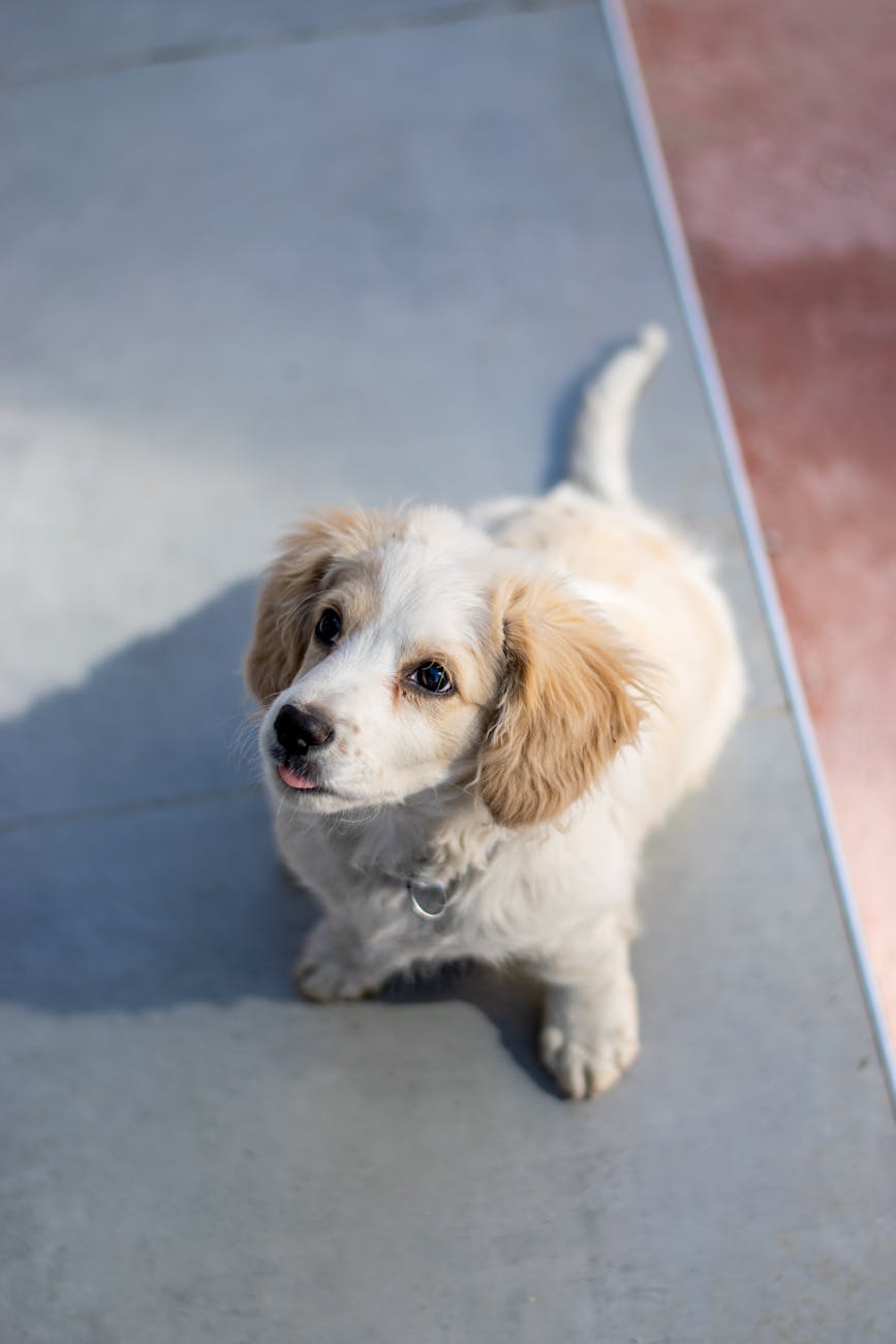adorable white and light brown puppy looking up