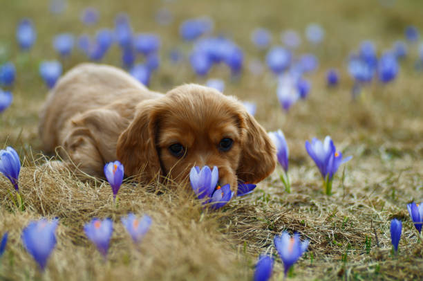 Puppy Reservation Deposit